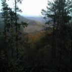 View over forest