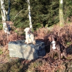 Two Dogs enjoying view