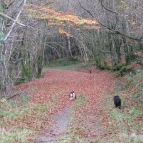 Walking the dogs around Cefn