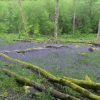 Bluebells near point 88