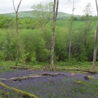 Bluebells near point 88