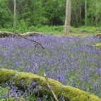 Bluebells near point 88