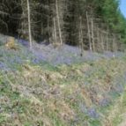 Bluebells by the tracks