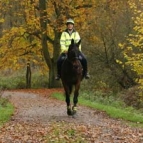 Horses rider in the forest