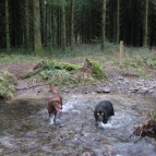 Dogs enjoy the water