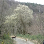 Walking with dogs in the forest
