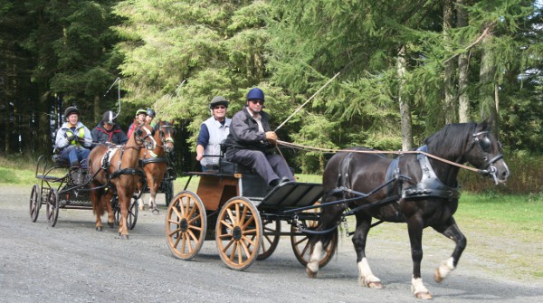 Carriage driving in Crychan Forest