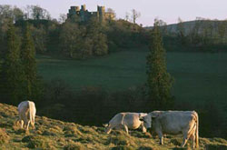 Dinefwr Park and Dinefwr Castle