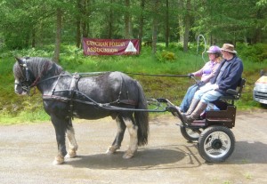 Carriage Driving in Crychan Forest